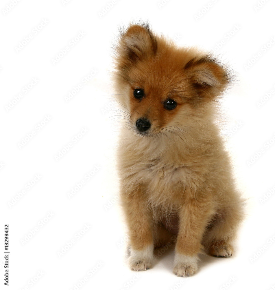 Adorable Looking Pomeranian Puppy