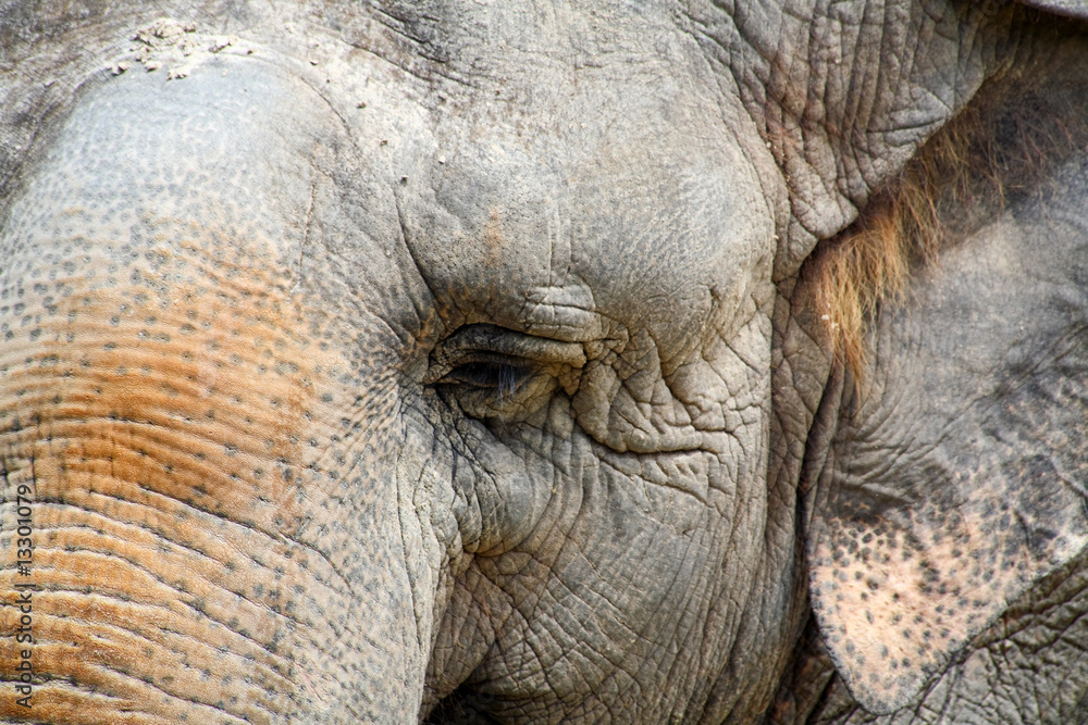 Fototapeta premium Closeup of an elephant