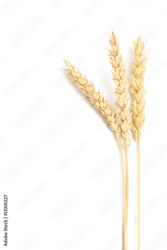 Wheat Wheat