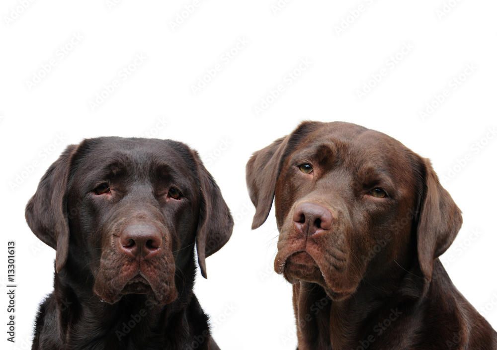 Two choccie labradors Two choccie labradors