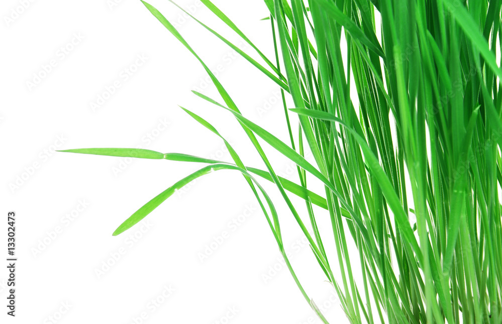 Fototapeta premium Young green grass