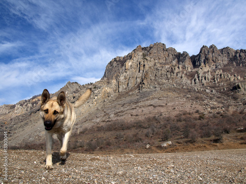 Dog and rocks