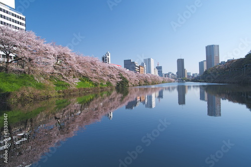 皇居外堀と桜並木
