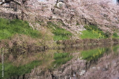 皇居外堀と桜