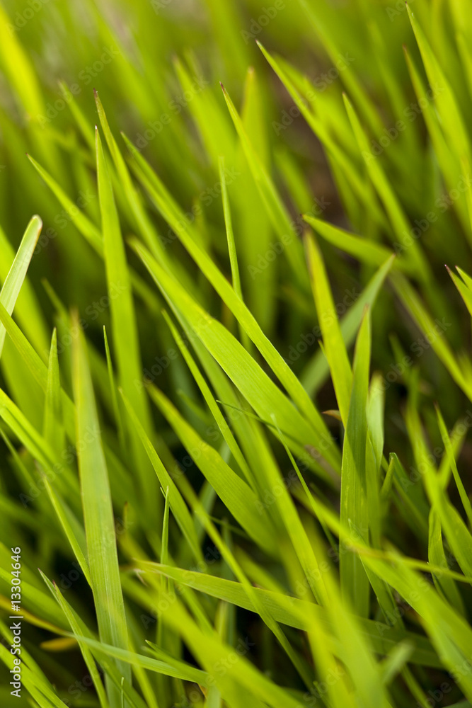 Fototapeta premium herbe