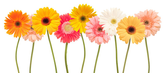 Handdoek met foto Gerbera Vrolijke kleurrijke madeliefjes bij elkaar  © khz