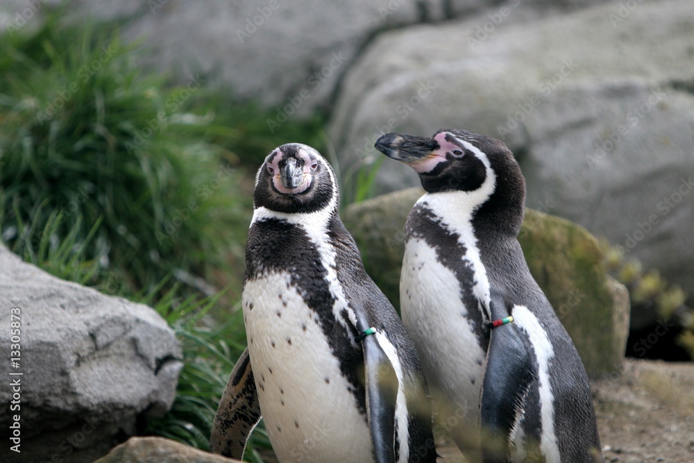 Naklejka premium tier