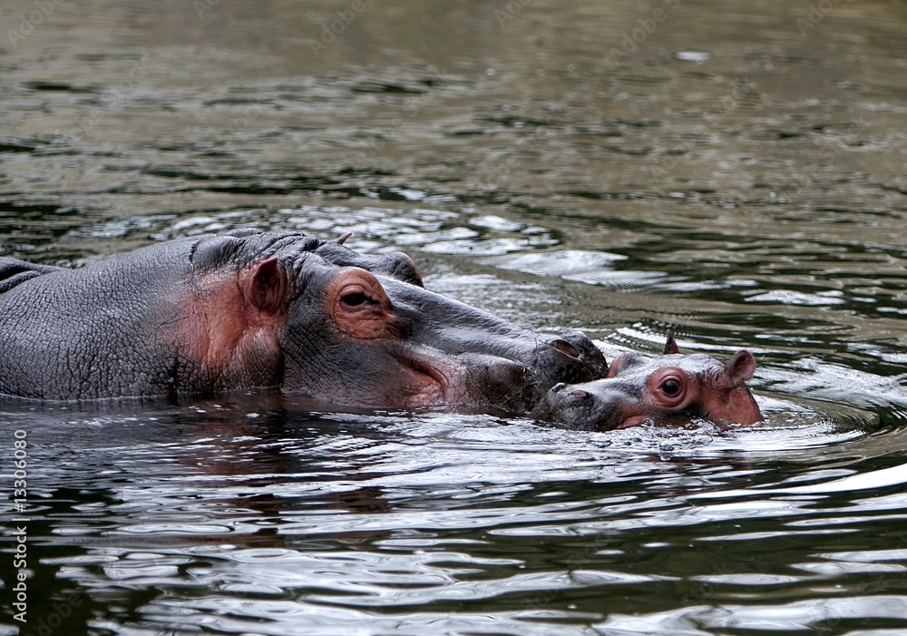 Fototapeta premium tier