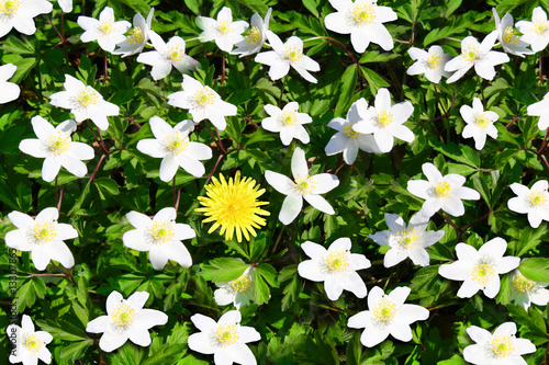 Blumenwiese