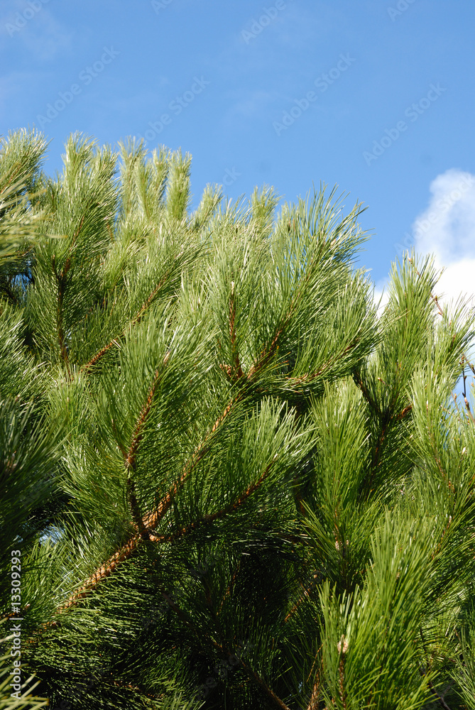 Pine tree and blue sky Pine tree and blue sky