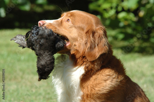 Jagdhund