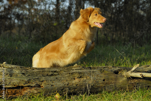 Hund sprint