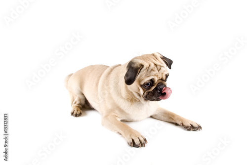 pug tongue