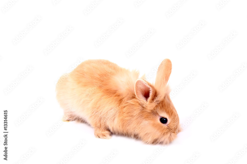 red rabbit red rabbit