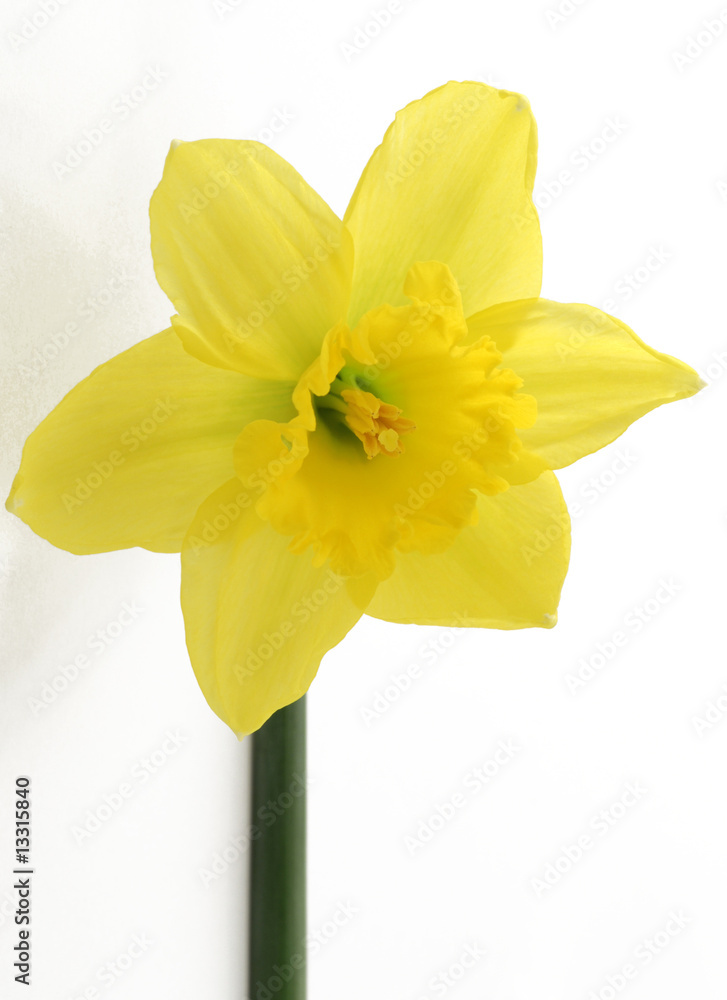 jonquil jonquil
