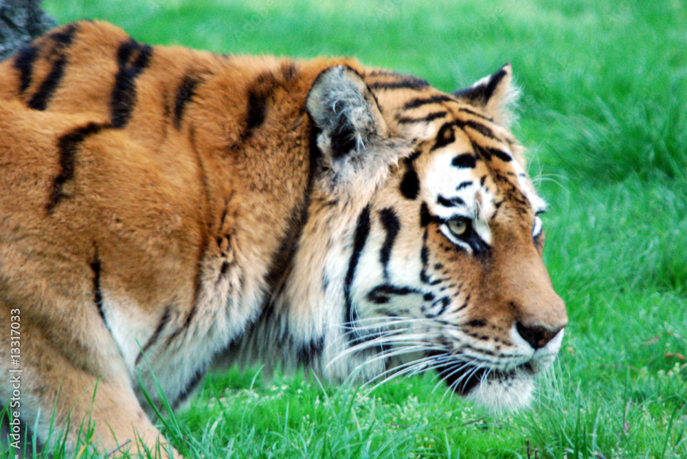 Obraz premium Tigre