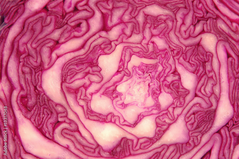 Obraz premium RED CABBAGE