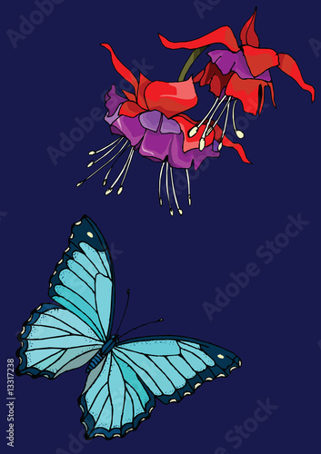 Fuchsia and Butterfly