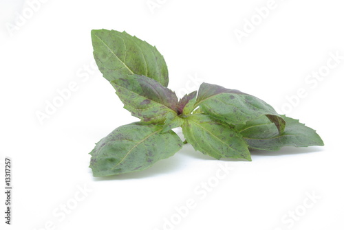 feuilles de basilic