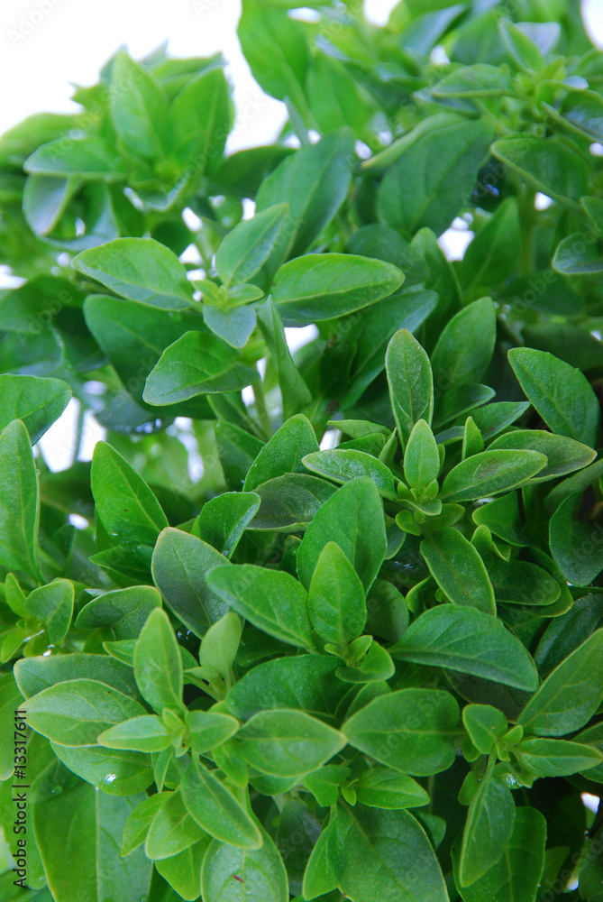basilic aromatique basilic aromatique