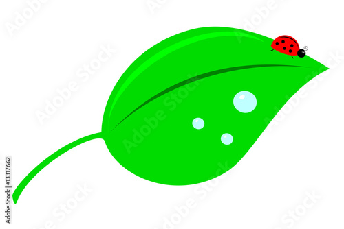 A ladybug on a green leaf with water droplets