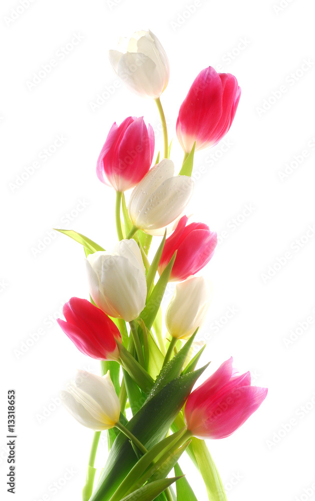 tulip flowres