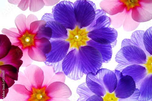 colorful primula flowers