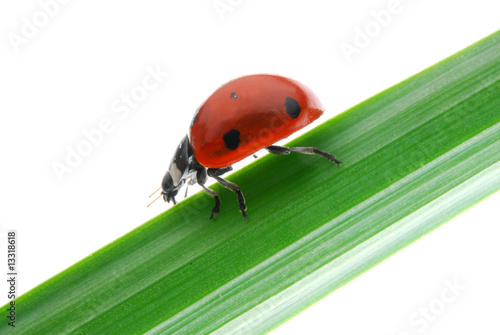 ladybug on green branch