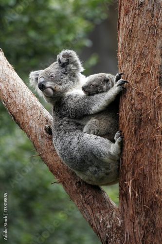 Fototapeta Naklejka Na Ścianę i Meble -  Koala Bear Mother And Baby