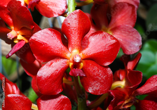 An Orchard Show in a botanical garden photo