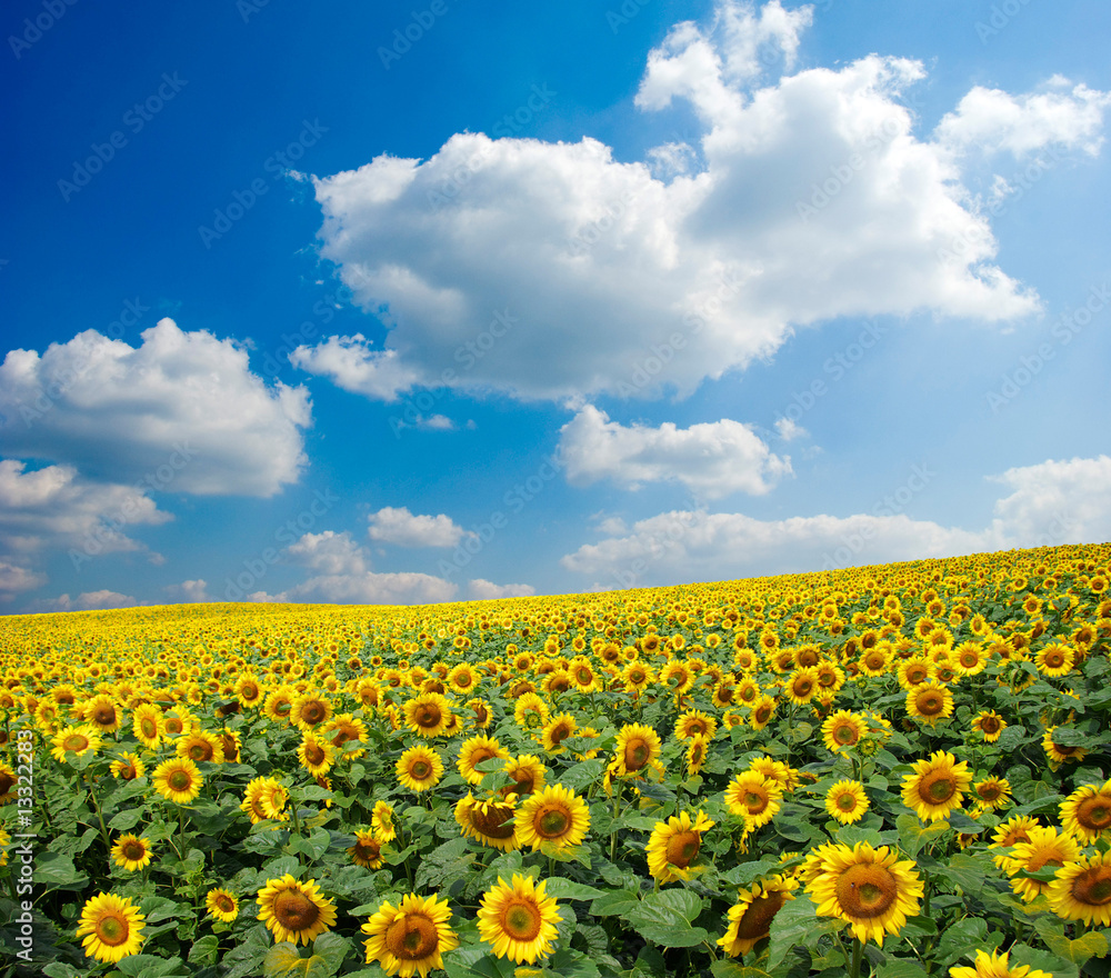 sunflower field sunflower field