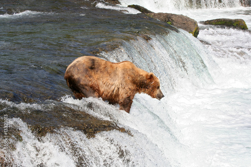 Die größte Bärenart - Der Grizzly
