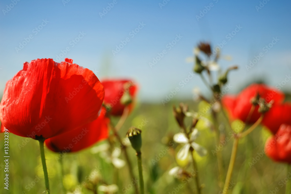 Obraz premium Summertime