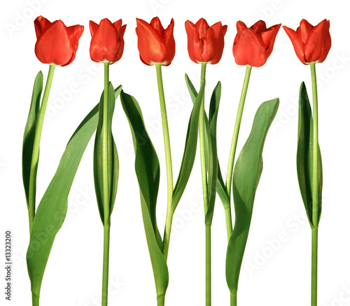 Fototapeta Naklejka Na Ścianę i Meble -  tulipani