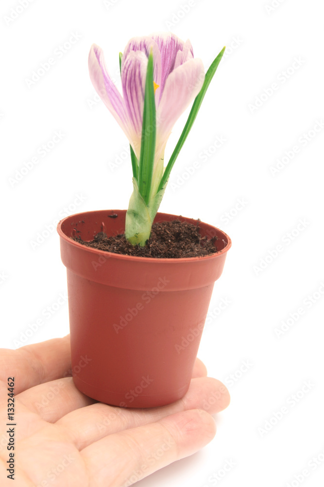Crocus in a hand. Crocus in a hand.
