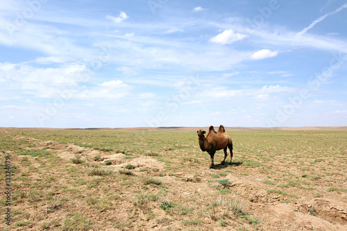 Camel in the Gobi desert