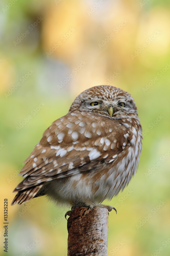 Obraz premium The Little Owl (Athene noctua), K.Tivon, Israel