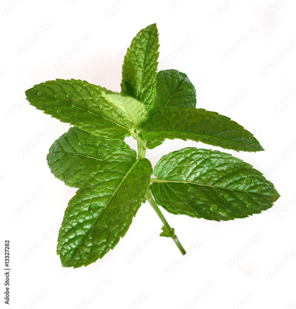 Mentha Mentha