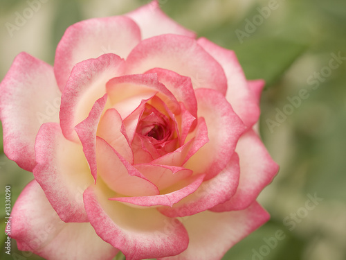 pink and white variegated miniature rose