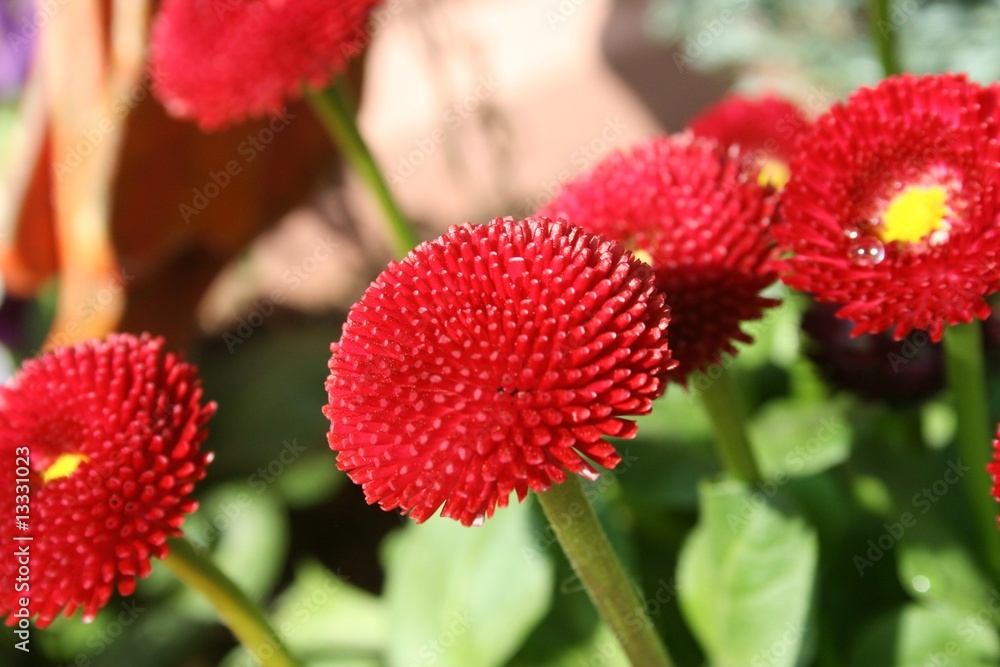 Red Red