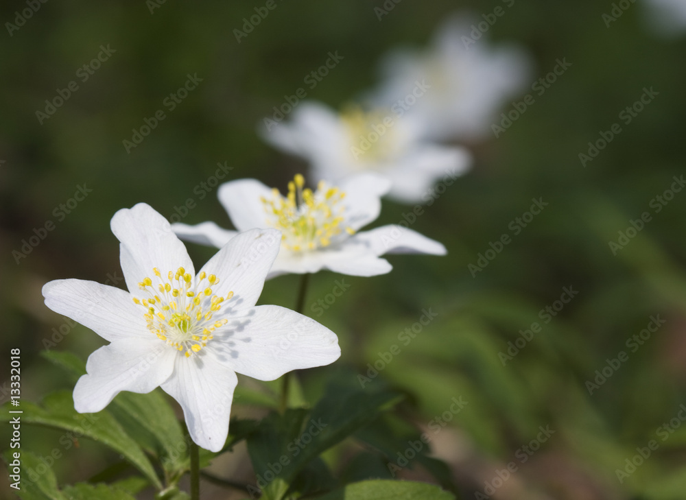 Wood Anemone Wood Anemone