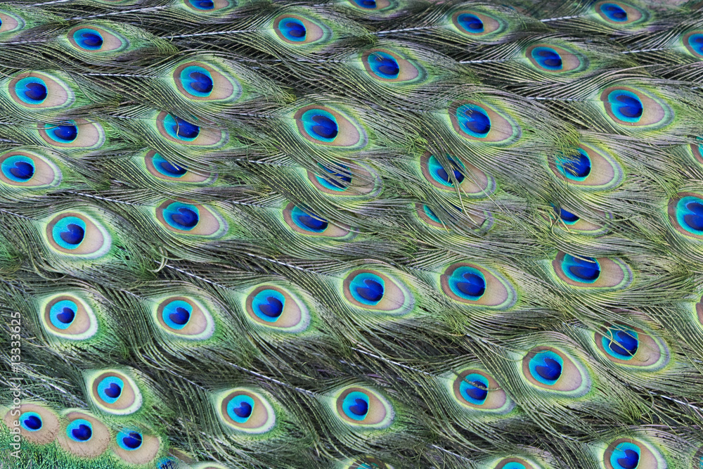 Obraz premium Peacock Feather Pattern