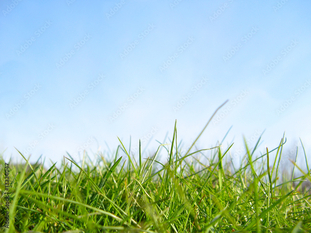 Spring Green Grass Against Blue Sky Spring Green Grass Against Blue Sky