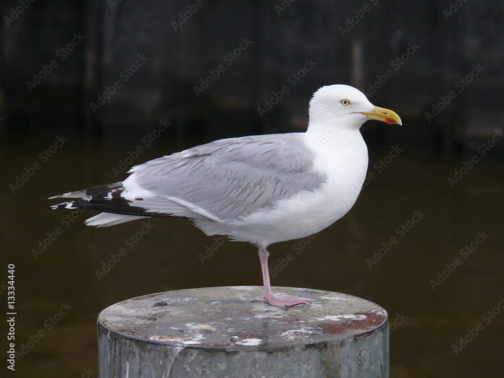 Obraz premium Silbermöwe