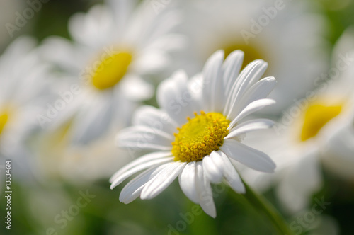 Marguerite