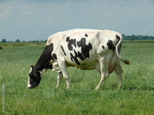 Kuh auf einer Weide bei Pilsum