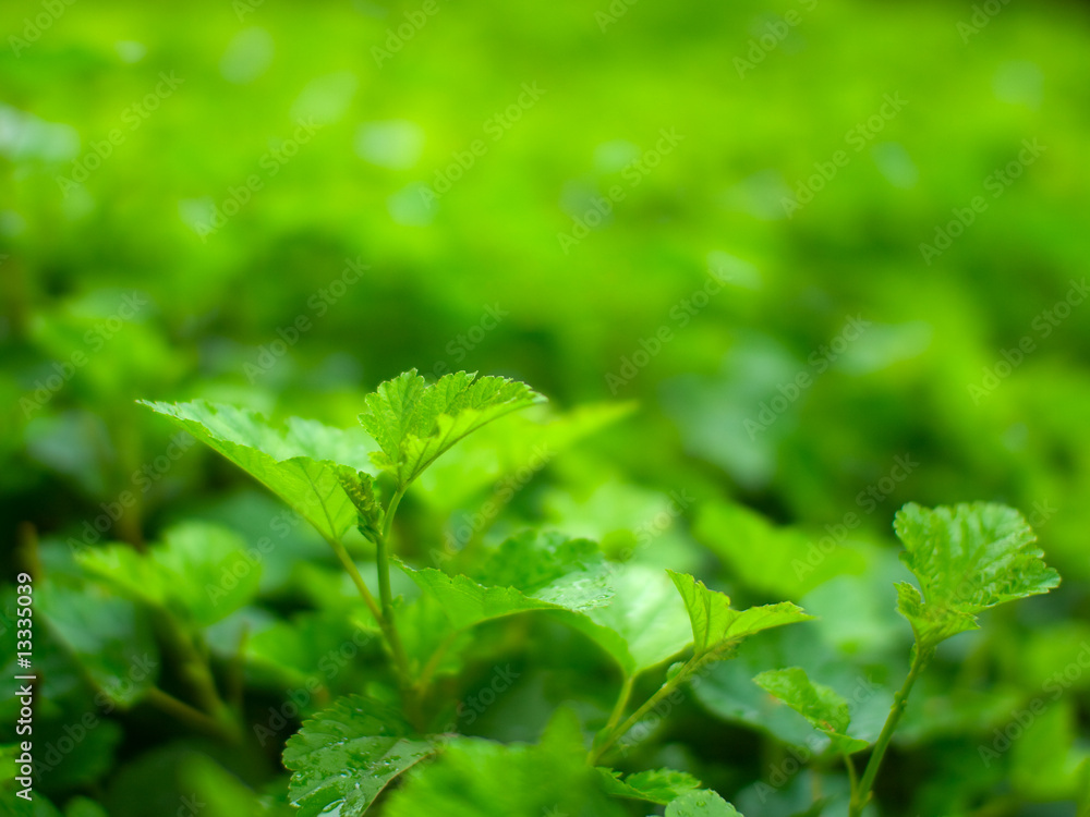 Green leaves Green leaves