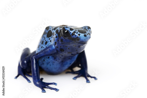 Blue Poison Arrow Frog (Dendrobates azureus)