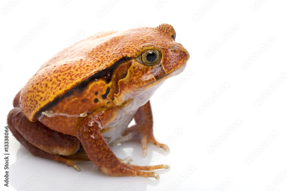 Fototapeta premium Tomato Frog