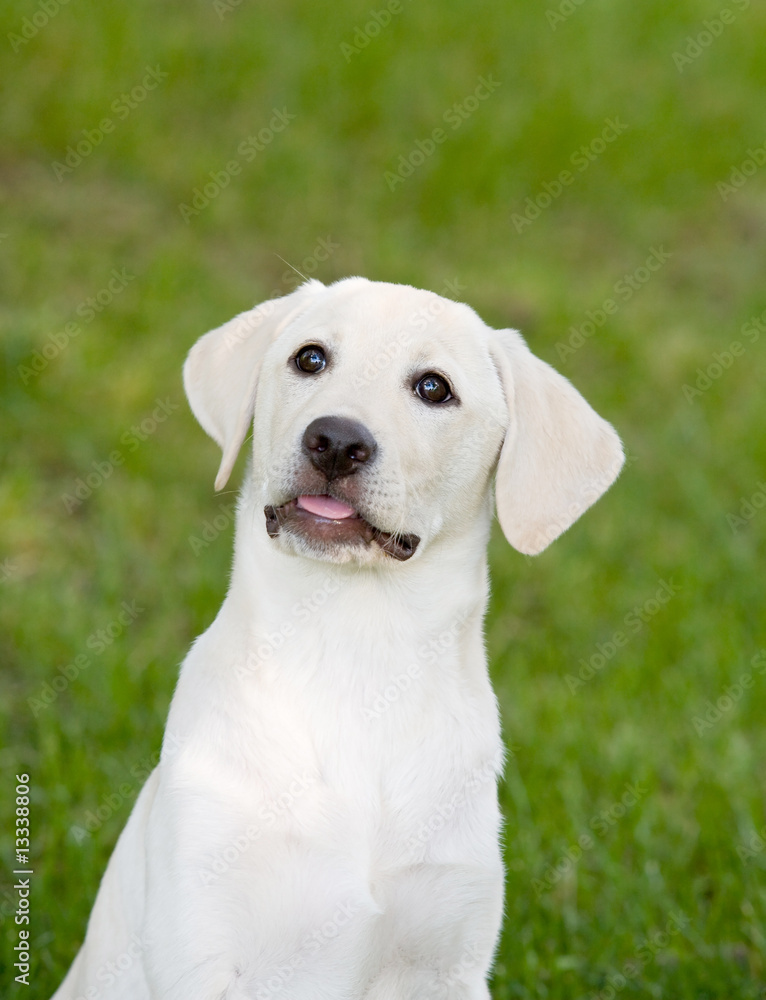 Labrador Puppy Labrador Puppy